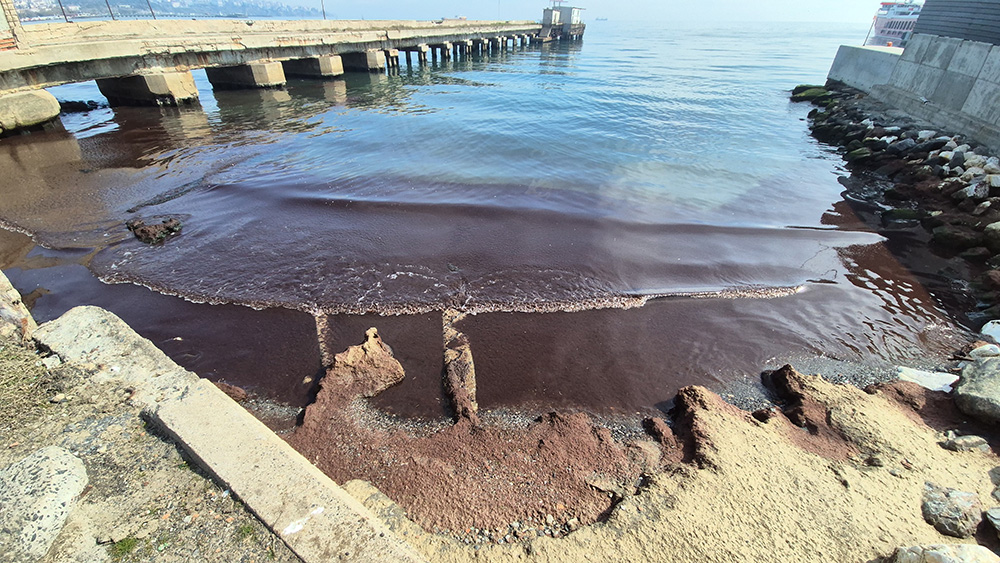 Tekirdağ Kızıl Yosun (2)