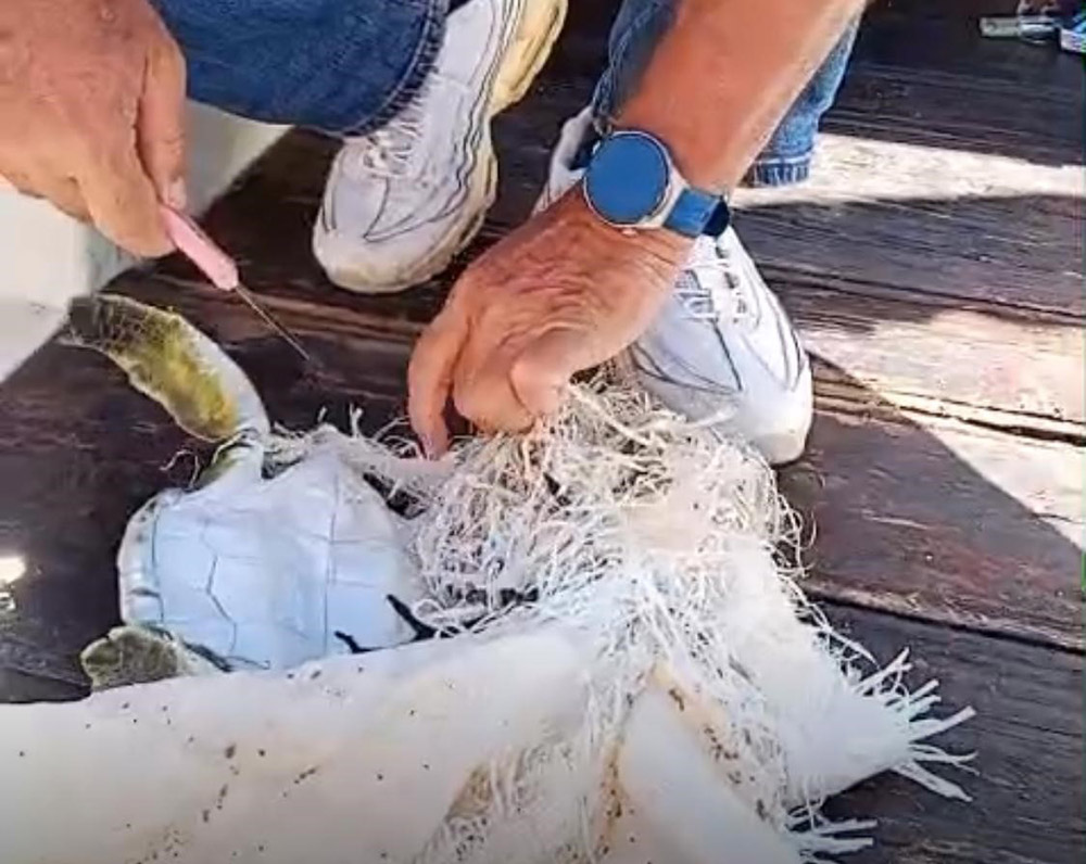 Deniz Kaplumbağası (2)