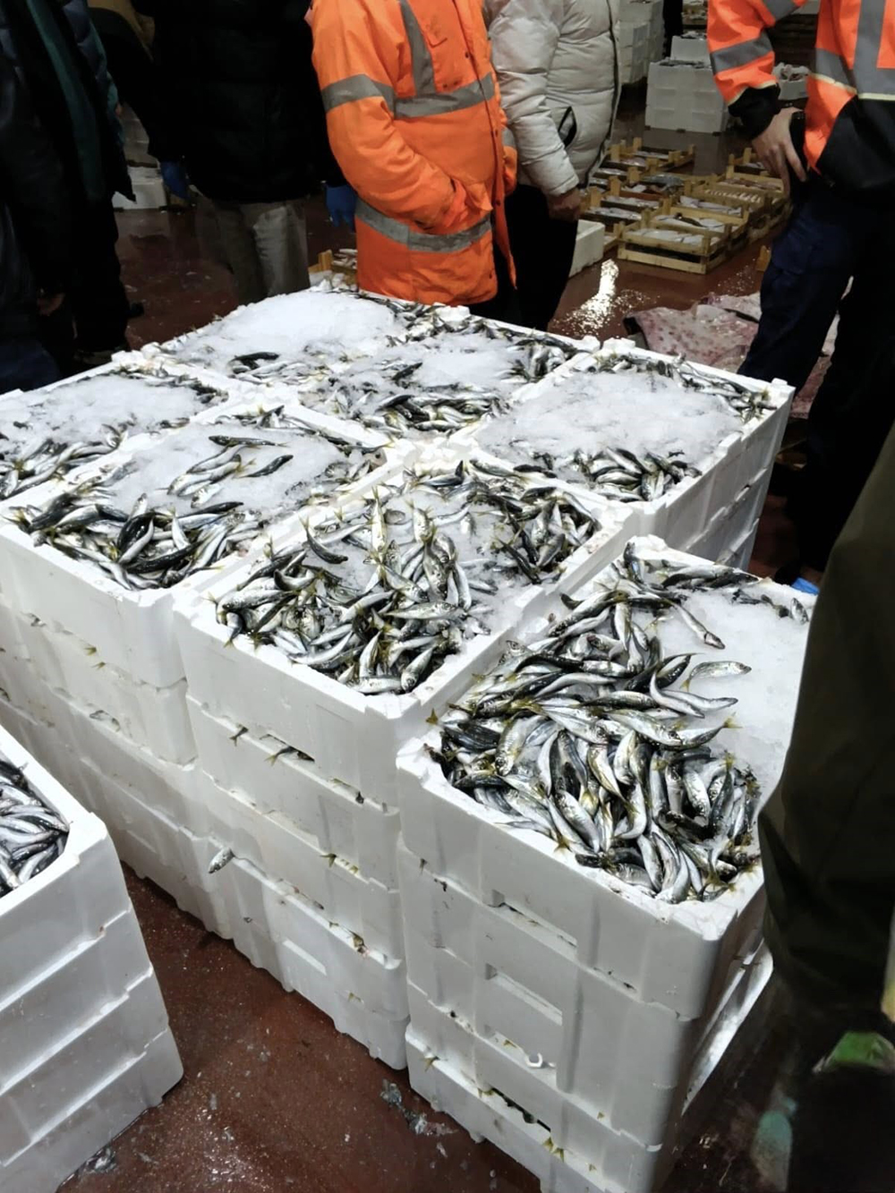 Balık Hali Bursa (1)