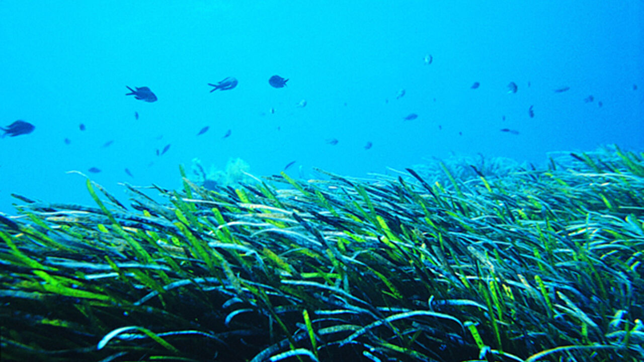 Karadeniz'in deniz çayırları haritalandı