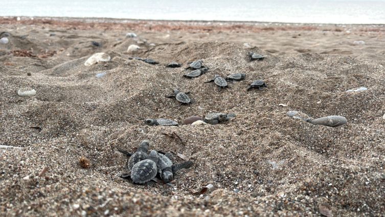 Aydın’da Caretta carettaların yavru çıkışları tamamlandı