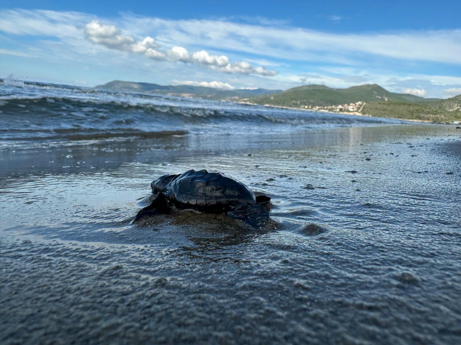 Caretta (2)