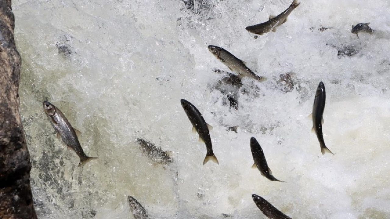 Van Gölü'nde inci kefali için av yasağı başlıyor