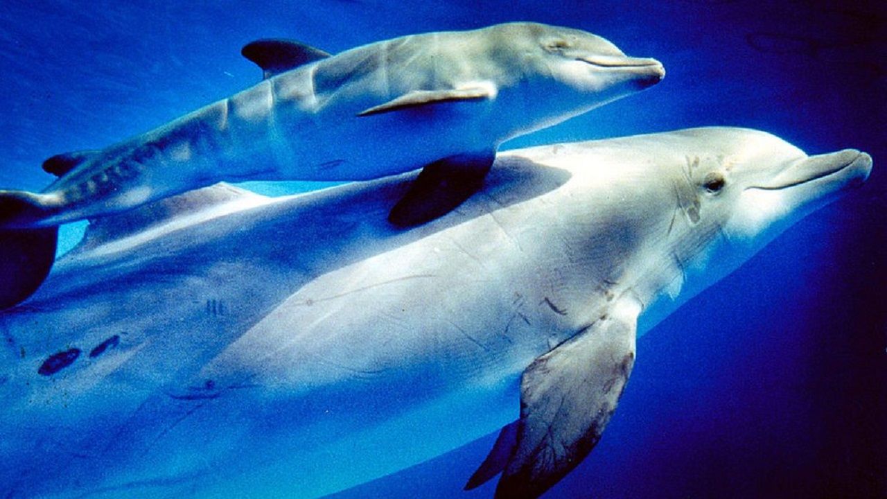 Norveç Balıkçılık İdaresi'nden 'casus balina' uyarısı