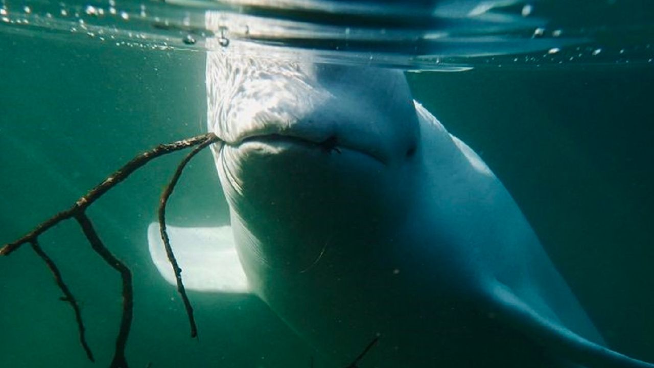 Rusya’nın casus balinası İsveç’te görüldü