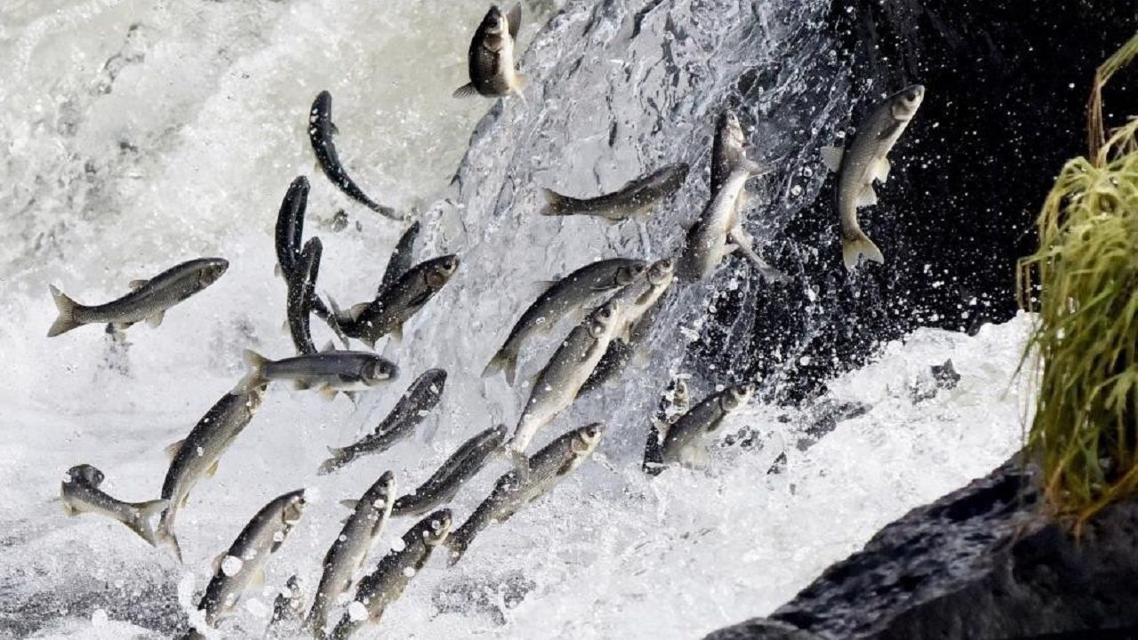Van Gölü’ndeki av yasağında 55 ton inci kefali ele geçirildi