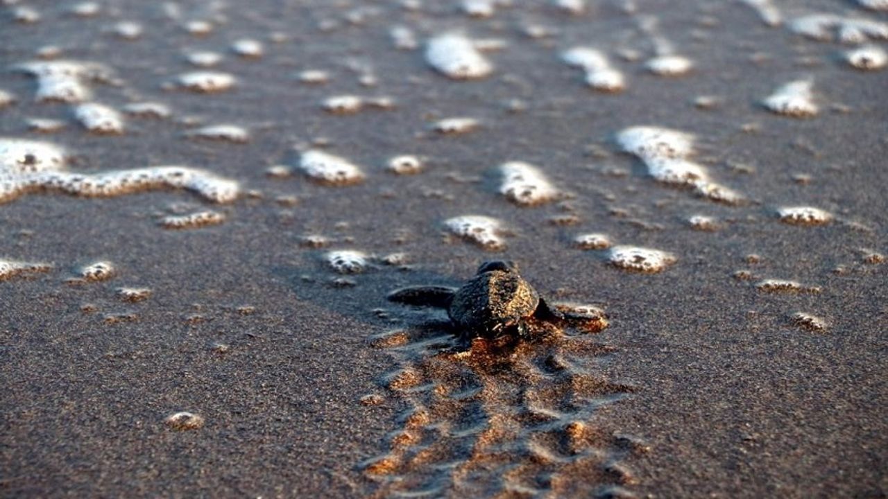 Yavru kaplumbağalar denizle buluşmaya başladı