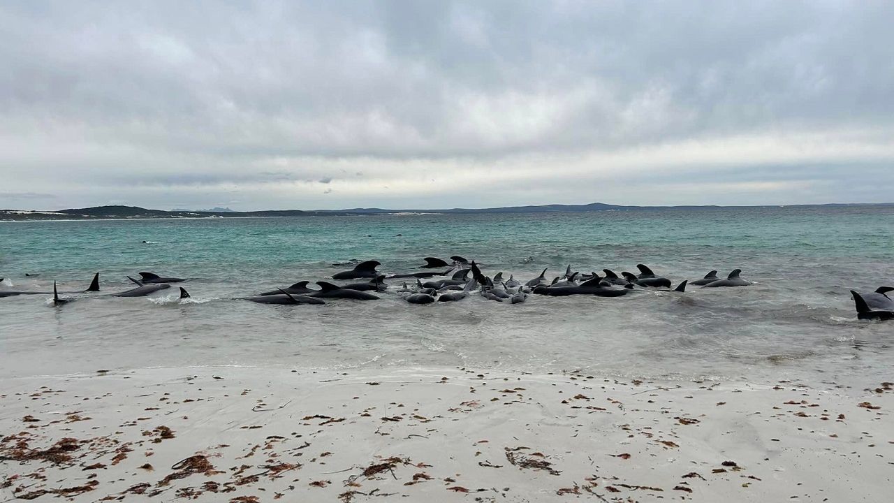Avusturalya’da kıyıya vuran 51 pilot balina kurtarılamadı