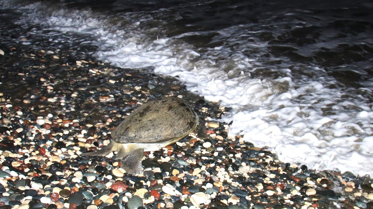 Tedavi edilen deniz kaplumbağaları tekrar denizle buluştu