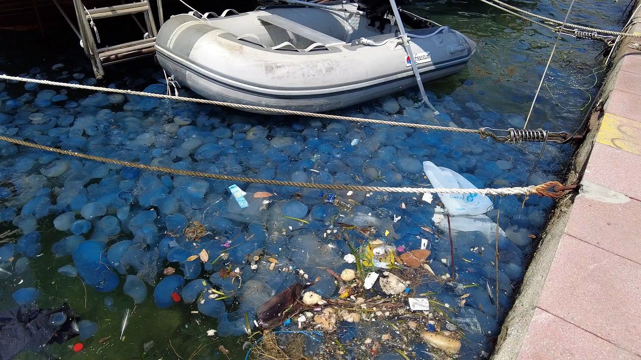 Foça'da denizanası istilasının ardından vakalar arttı