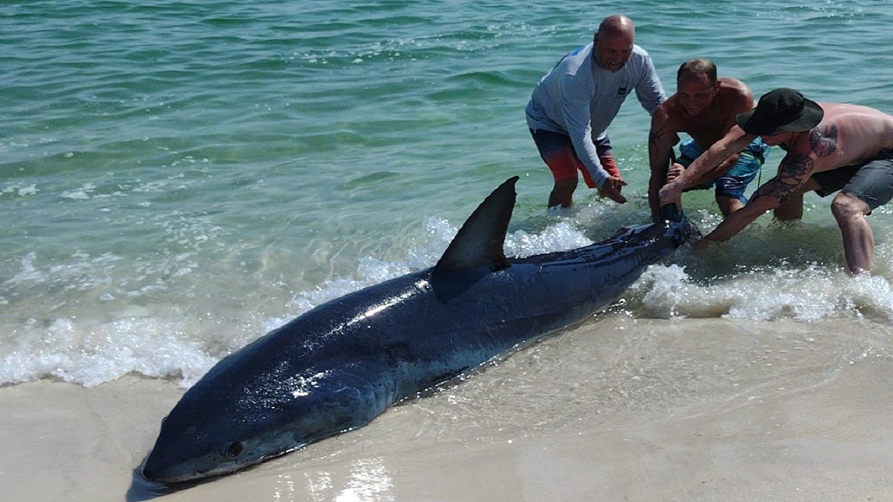 Kıyıya vuran köpek balığını kuyruğundan çekerek okyanusa bıraktılar