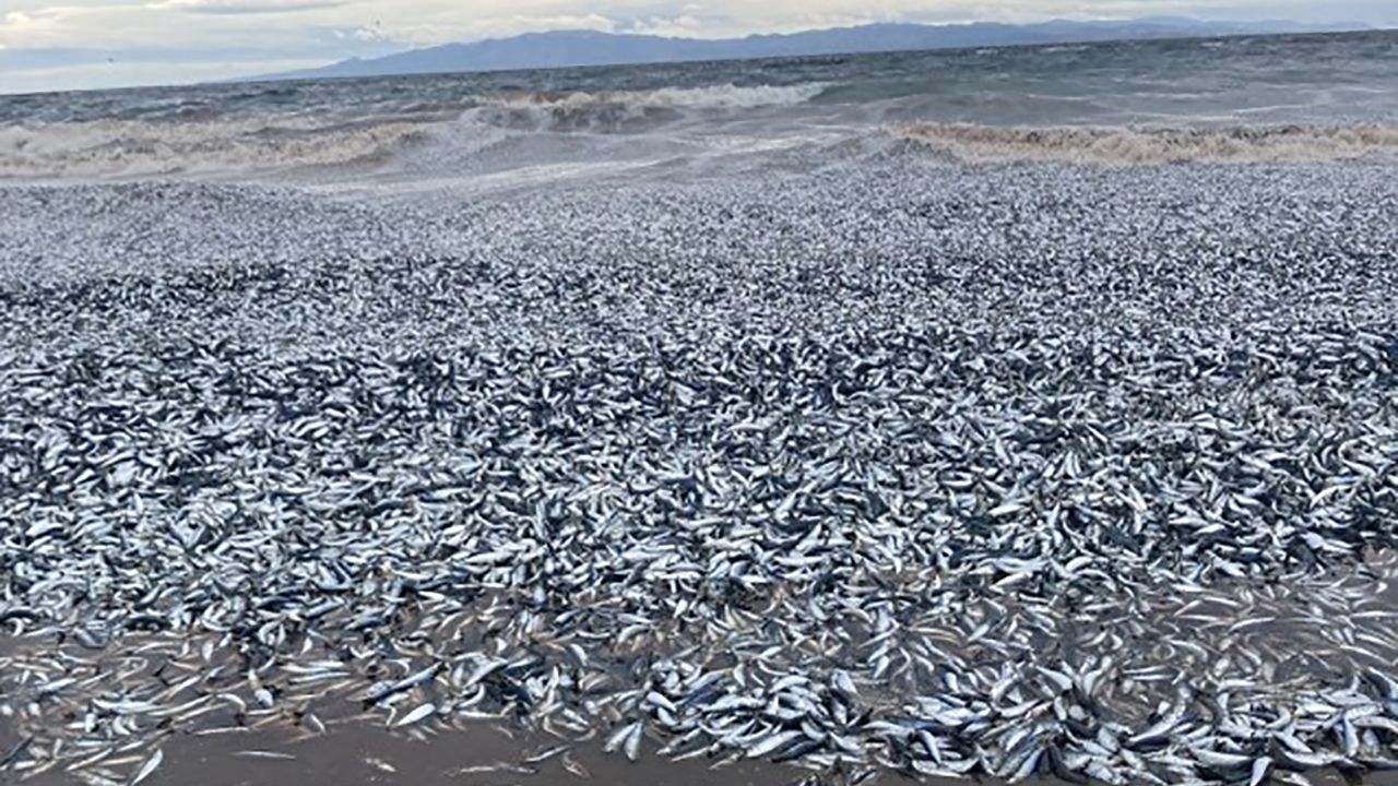 Japonya'da binlerce balık kıyıya vurdu!