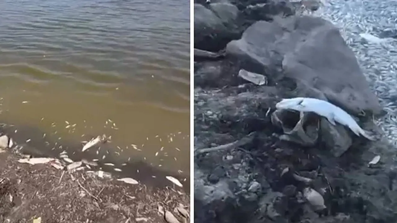 Bursa'da acı tablo: Yüzlerce balık kıyıya vurdu