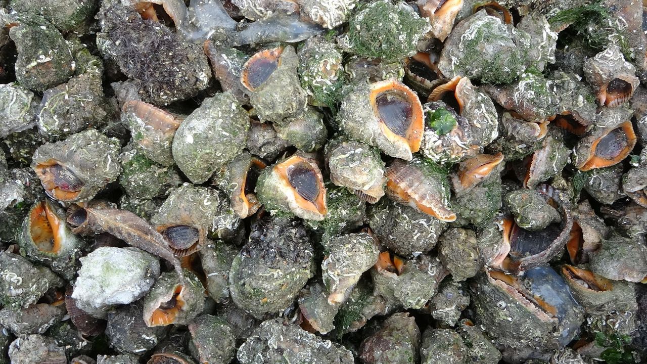 Deniz salyangozundan 15 milyon doların üzerinde döviz girdisi