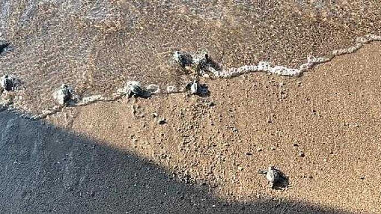 Kasım ayında yavru caretta carettalar denizle buluştu 