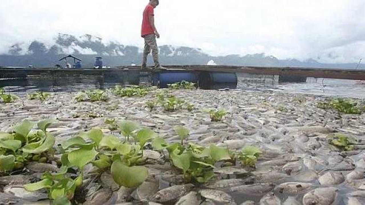 Maninjau Gölü'nde 350 ton ölü balık kıyıya vurdu