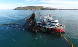 Marmara'da hamsi avı 15 Nisan'a kadar yasaklandı