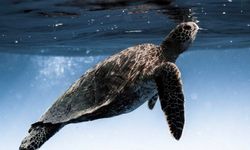DEKAMER: Deniz kaplumbağaları yasa dışı avlanıp kaçırılıyor