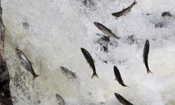 Van Gölü'nde inci kefali için av yasağı başlıyor