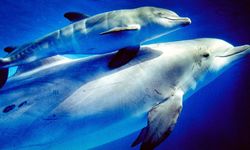 Norveç Balıkçılık İdaresi'nden 'casus balina' uyarısı