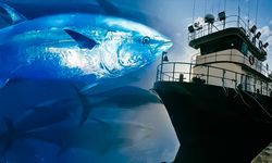 76 Türk balıkçı gemisi Akdeniz’de Mavi Yüzgeçli Orkinos avında