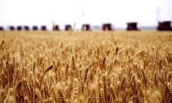 AB, tahıl ithalatı kısıtlamasını 15 Eylül'e kadar uzattı
