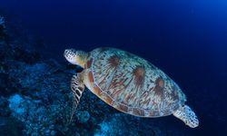 WWF-Türkiye'den deniz kaplumbağalarının korunması çağrısı