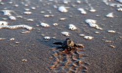 Yavru kaplumbağalar denizle buluşmaya başladı