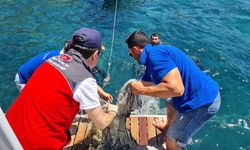 Bodrum’da hayalet ağ temizliği yapıldı