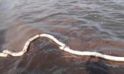 İzmir'de petrol türevi atık sahili kirletti