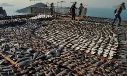 6.7 ton kaçak köpek balığı yüzgeci ele geçirildi