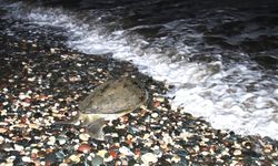 Tedavi edilen deniz kaplumbağaları tekrar denizle buluştu
