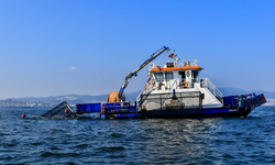 İzmir Körfezi’ne deniz patlıcanlarının üremesi için kafesler konuldu