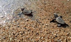 Kuşadası’nda 33 caretta caretta yavrusu denizle buluştu