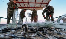 Av yasağı kalktı, balık fiyatları yüzde 80 düştü