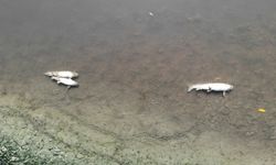 Yeşilırmak'ta toplu balık ölümleri