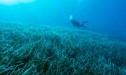 Akdeniz’e Nefes Programı ile denizlerin akciğeri deniz çayırları korunacak