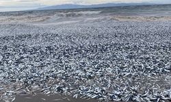 Japonya'da binlerce balık kıyıya vurdu!