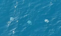 Antalya Körfezi'nde dev denizanaları görüldü