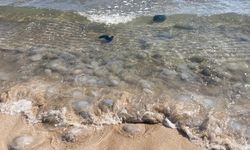 Zehirli denizanaları sahilden toplanıyor