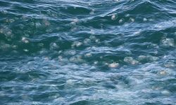 Antalya sahillerinde denizanası paniği