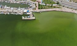 İzmir'de plankton patlaması: 2 ilçede denizin rengi değişti