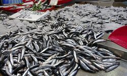 Hamside tehlike çanları çalıyor