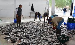 Muğla'dan 10 ayda 618 milyon dolar balık ihracatı