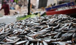 Havaların soğumasıyla balığa olan rağbeti arttı