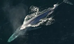 Kaliforniya mavi balinaları koruma altına alıyor