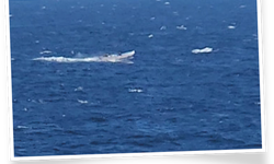 Korsan saldırı girişimi ve güvenlik uyarısı