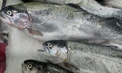 Türk somonu ihracatında hedef milyar dolar