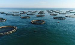 Karadeniz’in su ürünleri ihracatı 36 ülkeye ulaştı
