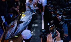 Rekor fiyata satıldı, 243 kilo!